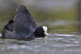 <p>LYSKA ČERNÁ (Fulica atra) ----- /Eurasian coot - Blässhunh/</p>